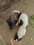 pretinha e bolte