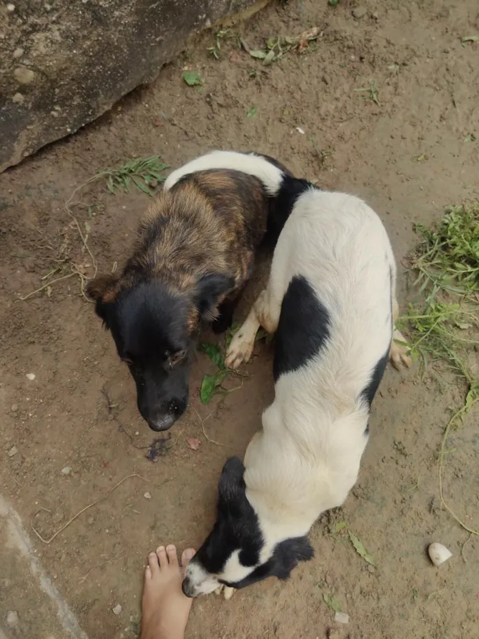 Cachorro raça SRD-ViraLata idade 2 a 6 meses nome pretinha e bolte