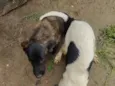 pretinha e bolte