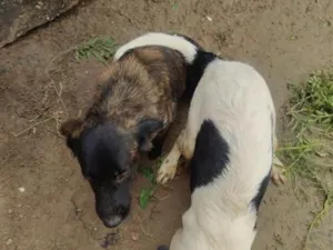 Cachorro raça SRD-ViraLata idade 2 a 6 meses nome pretinha e bolte