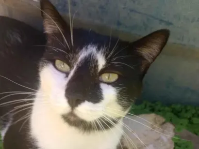 Gato raça Frajola idade 2 anos nome Limo