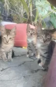 3 gatos( machos) 
