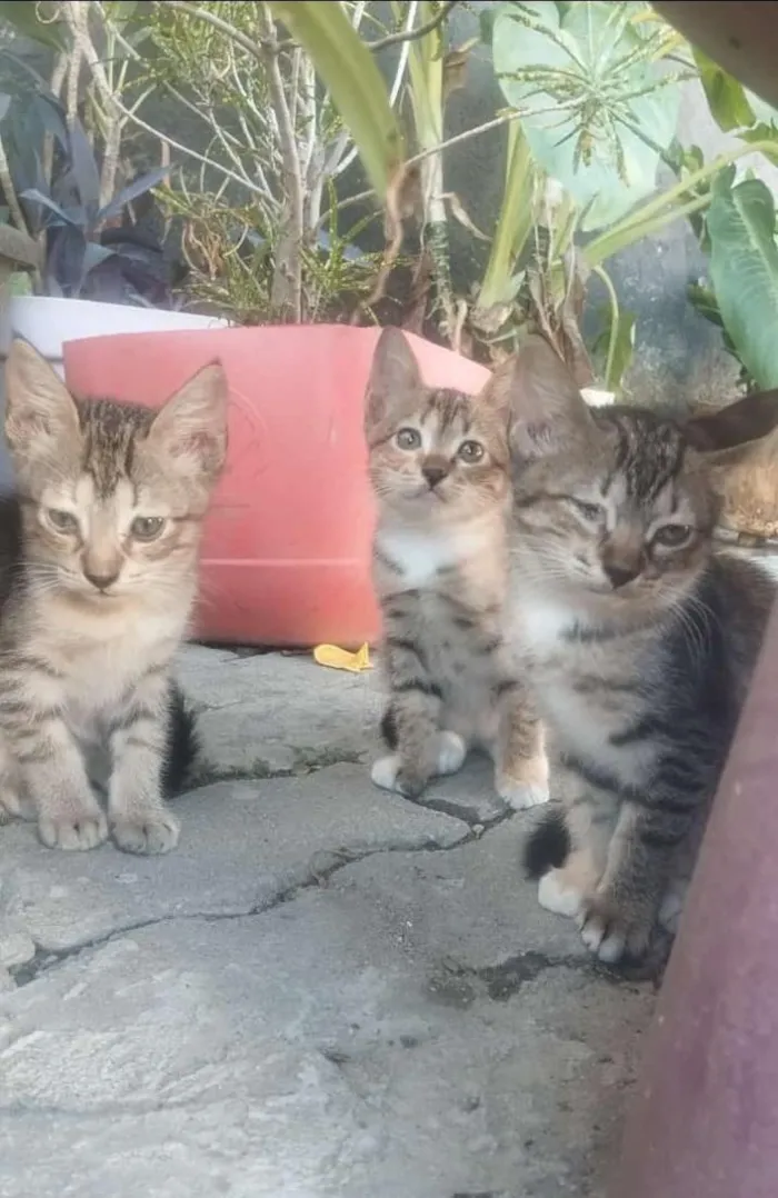 Gato raça SRD-ViraLata idade 2 a 6 meses nome 3 gatos( machos) 