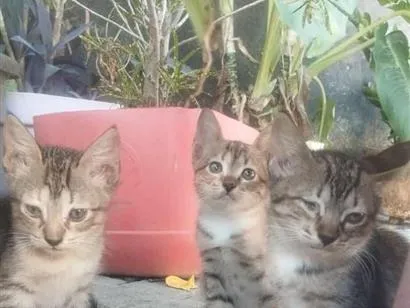 Gato raça SRD-ViraLata idade 2 a 6 meses nome 3 gatos( machos) 