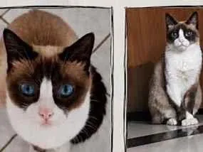 Gato raça Siamês idade 6 ou mais anos nome LUA