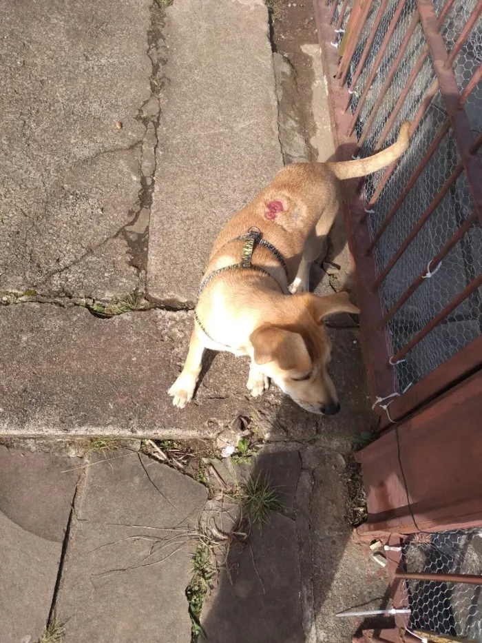 Cachorro raça SRD-ViraLata idade 2 a 6 meses nome Caramelo Vinícius