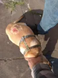 Caramelo Vinícius