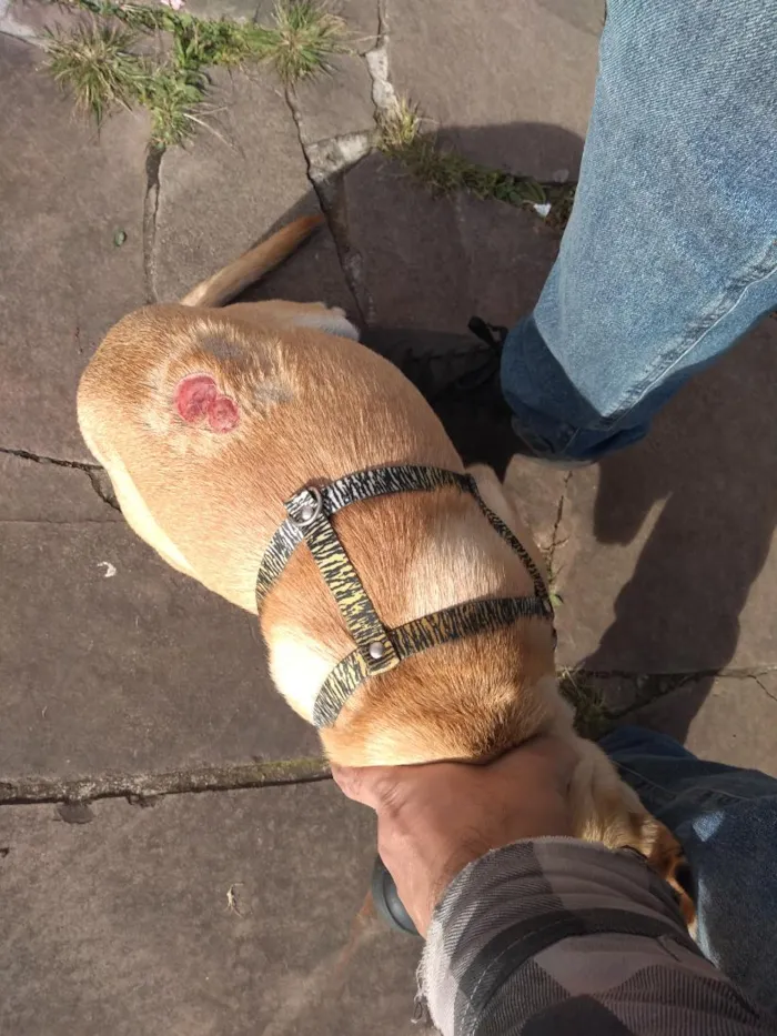Cachorro raça SRD-ViraLata idade 2 a 6 meses nome Caramelo Vinícius