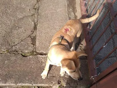 Cachorro raça SRD-ViraLata idade 2 a 6 meses nome Caramelo Vinícius