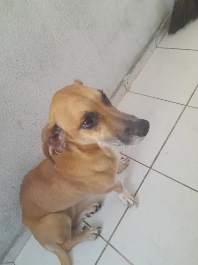 Cachorro raça SRD-ViraLata idade 5 anos nome penélope 