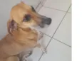 penélope 