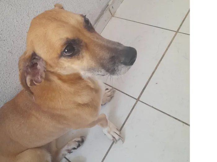 Cachorro raça SRD-ViraLata idade 5 anos nome penélope 
