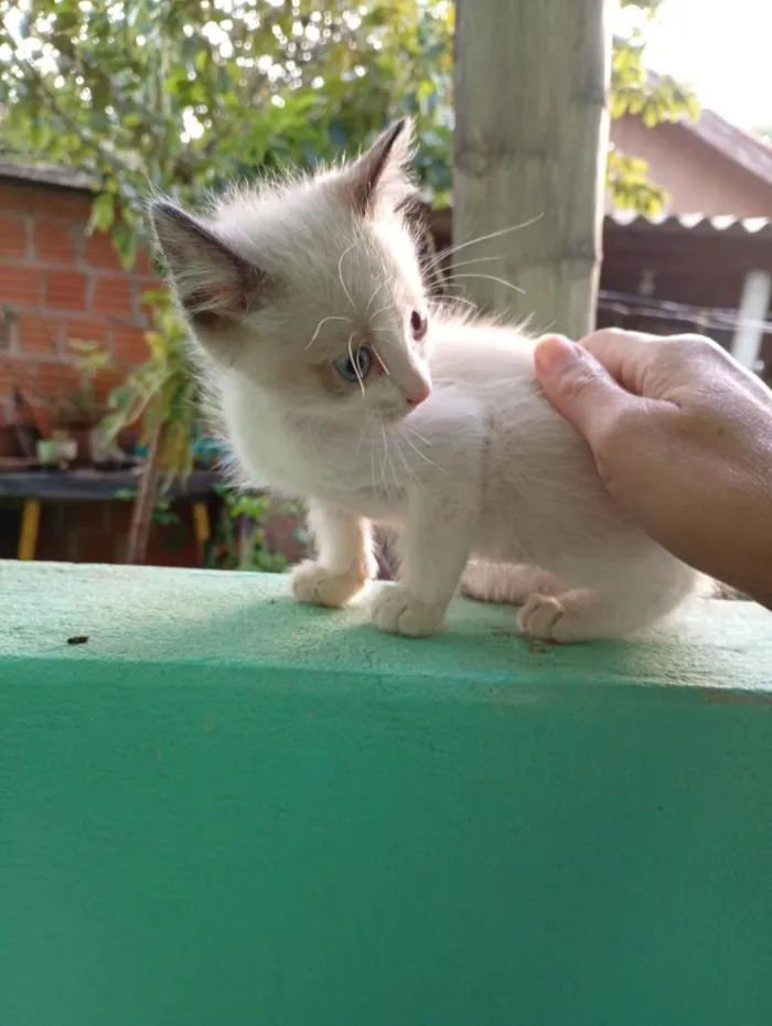 Gato raça SRD-ViraLata idade 2 a 6 meses nome Macho