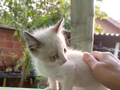 Gato raça SRD-ViraLata idade 2 a 6 meses nome Macho