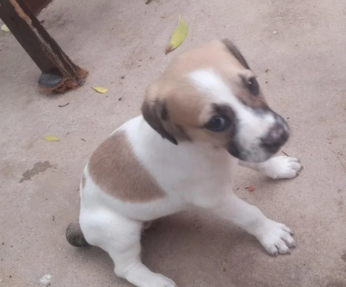 Cachorro raça SRD-ViraLata idade 2 a 6 meses nome ?? 
