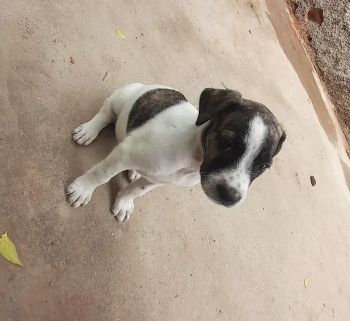 Cachorro raça SRD-ViraLata idade 2 a 6 meses nome ?? 