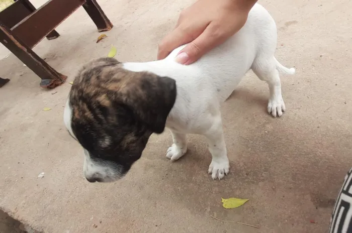 Cachorro raça SRD-ViraLata idade 2 a 6 meses nome ?? 