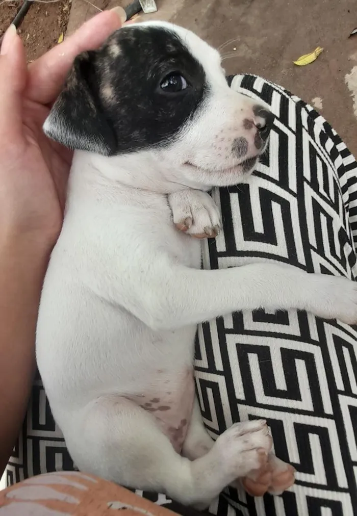 Cachorro raça SRD-ViraLata idade 2 a 6 meses nome ?? 