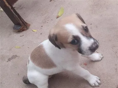 Cachorro raça SRD-ViraLata idade 2 a 6 meses nome ?? 