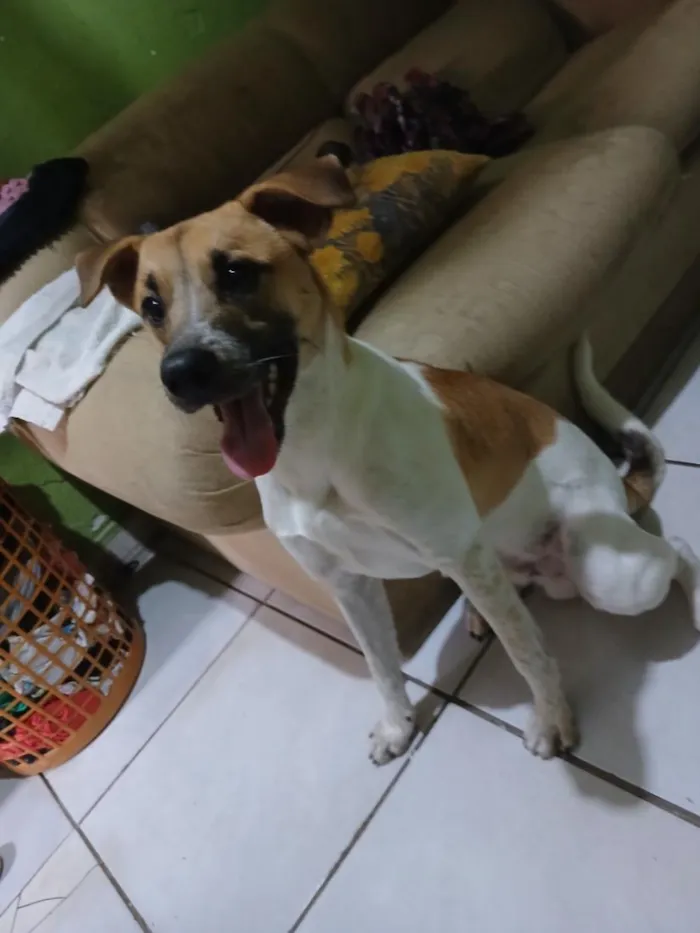 Cachorro raça SRD-ViraLata idade 3 anos nome Luki
