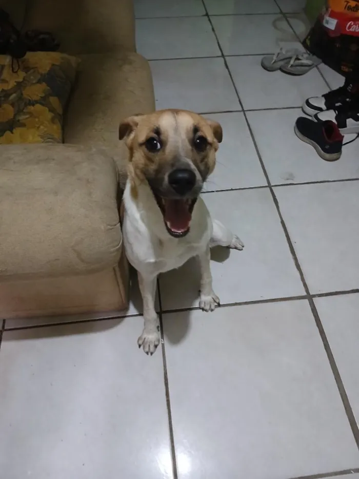 Cachorro raça SRD-ViraLata idade 3 anos nome Luki