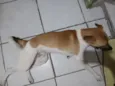 Luki