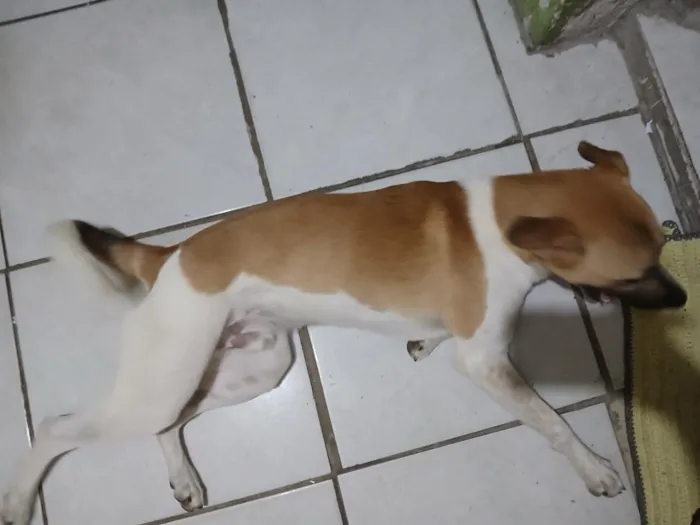 Cachorro raça SRD-ViraLata idade 3 anos nome Luki