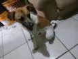 Luki