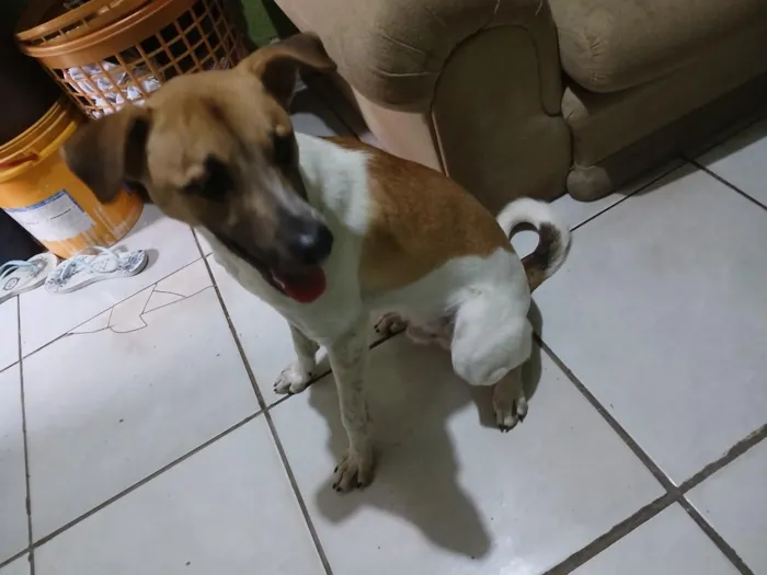 Cachorro raça SRD-ViraLata idade 3 anos nome Luki