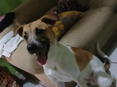 Cachorro raça SRD-ViraLata idade 3 anos nome Luki