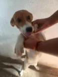 Estrela