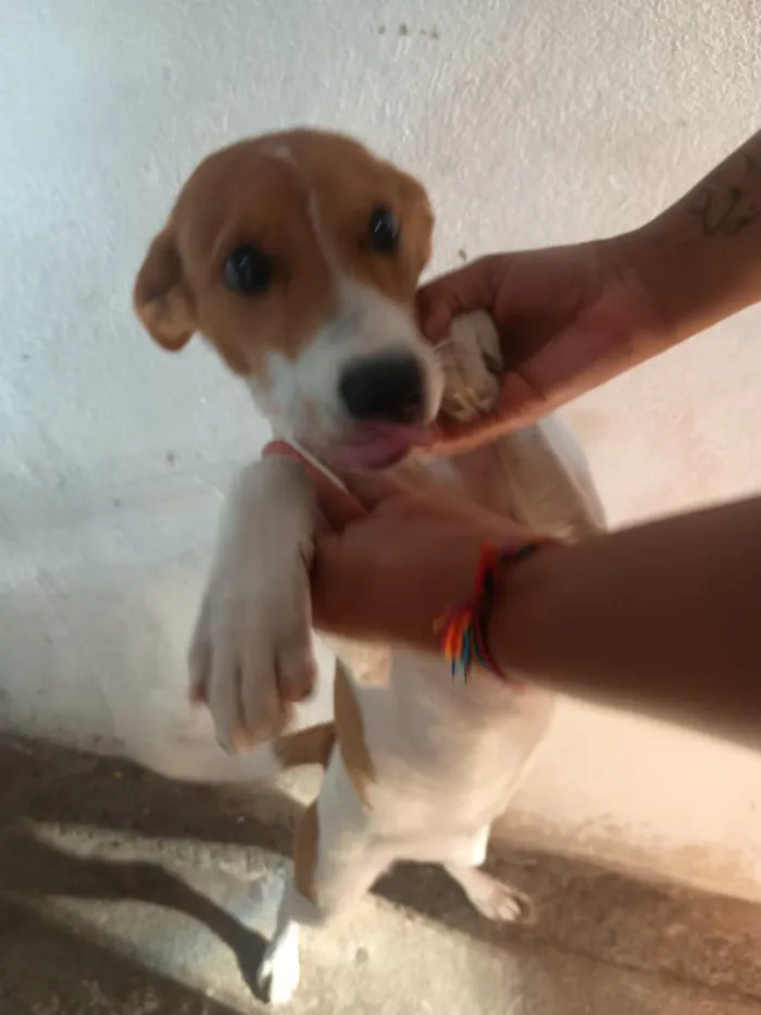 Cachorro raça SRD-ViraLata idade 2 a 6 meses nome Estrela