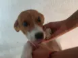 Estrela
