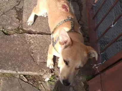 Cachorro raça SRD-ViraLata idade 2 a 6 meses nome Caramelo Vinícius