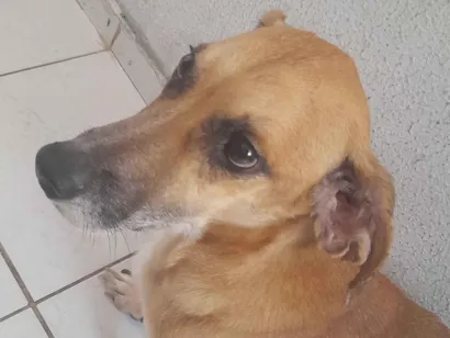 Cachorro raça SRD-ViraLata idade 5 anos nome penélope 