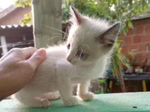 Gato raça SRD-ViraLata idade 2 a 6 meses nome Macho