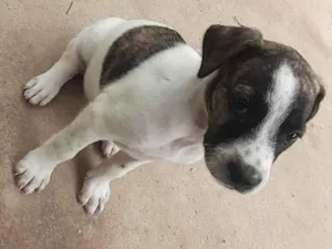 Cachorro raça SRD-ViraLata idade 2 a 6 meses nome ?? 