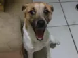 Luki