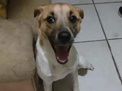 Cachorro raça SRD-ViraLata idade 3 anos nome Luki