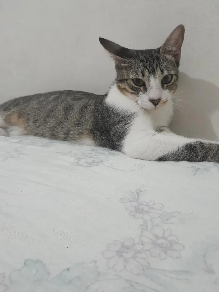 Gato raça SRD-ViraLata idade 7 a 11 meses nome Mila