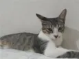 Mila