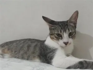 Gato raça SRD-ViraLata idade 7 a 11 meses nome Mila