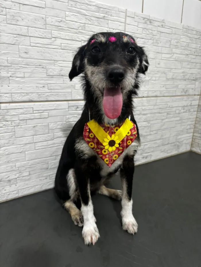 Cachorro raça SRD-ViraLata idade 7 a 11 meses nome Flor 