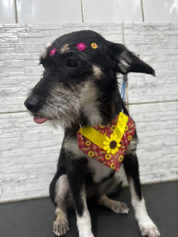 Cachorro raça SRD-ViraLata idade 7 a 11 meses nome Flor 