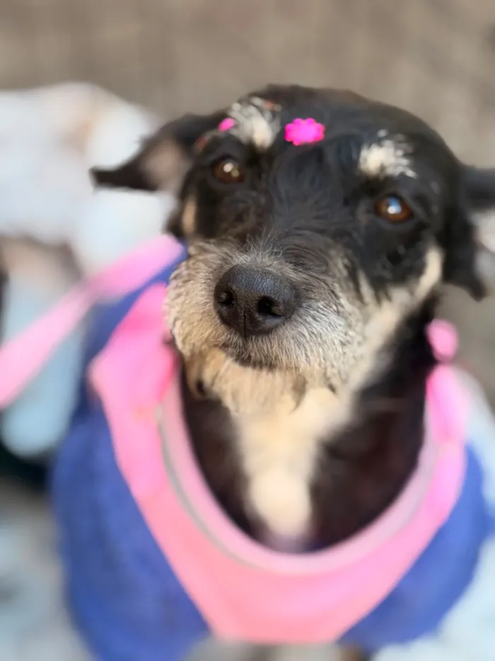 Cachorro raça SRD-ViraLata idade 7 a 11 meses nome Flor 
