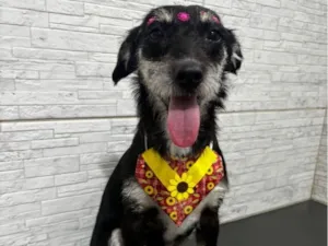 Cachorro raça SRD-ViraLata idade 7 a 11 meses nome Flor 