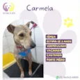 Carmela