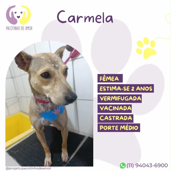 Cachorro raça SRD-ViraLata idade 2 anos nome Carmela