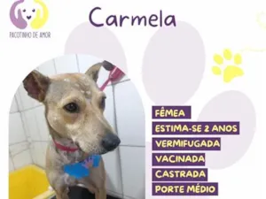 Cachorro raça SRD-ViraLata idade 2 anos nome Carmela