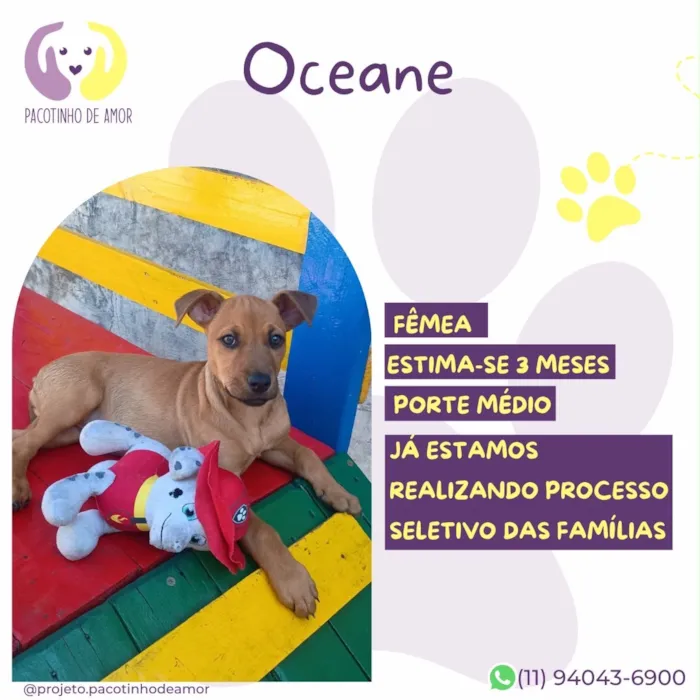 Cachorro raça SRD-ViraLata idade 2 a 6 meses nome Oceane